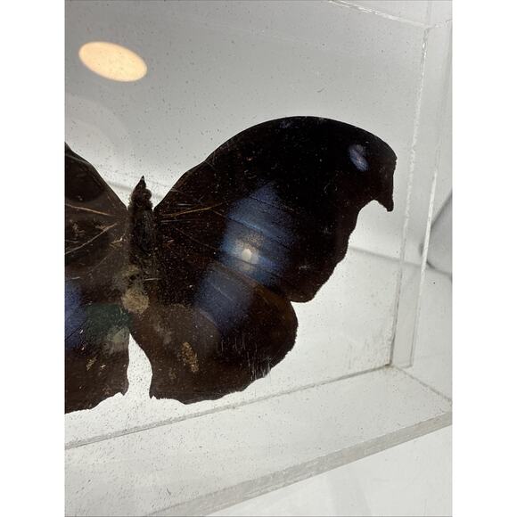 Vtg Great Blue Hookwing. Napeocles jucunda, Mounted butterfly Plexiglass Signed - Picture 3 of 16
